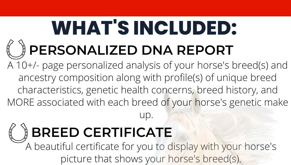 Horse DNA Breed Test