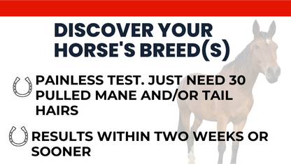 Horse DNA Breed Test