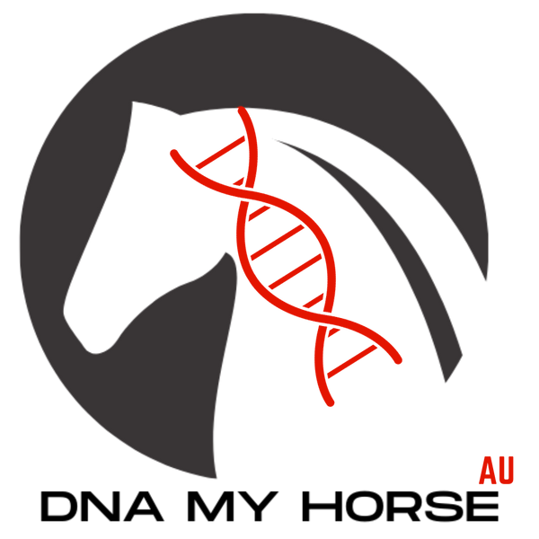DNA My Horse AU