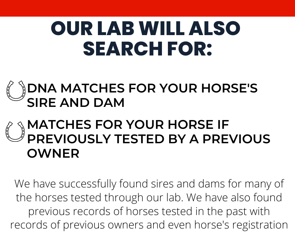 Horse DNA Breed Test